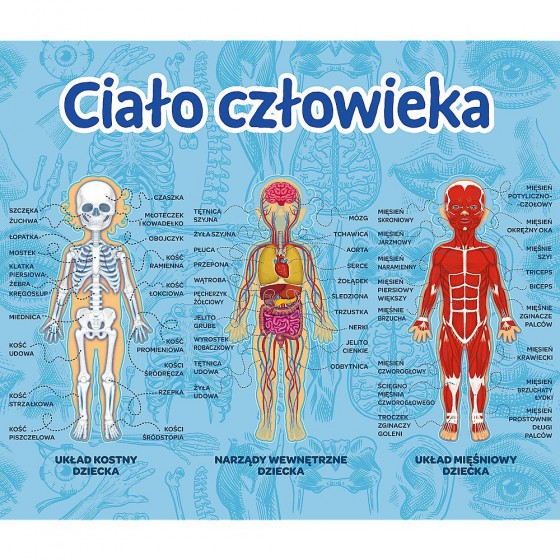 Trefl Gra - Ciało człowieka/ Mistrz Wiedzy