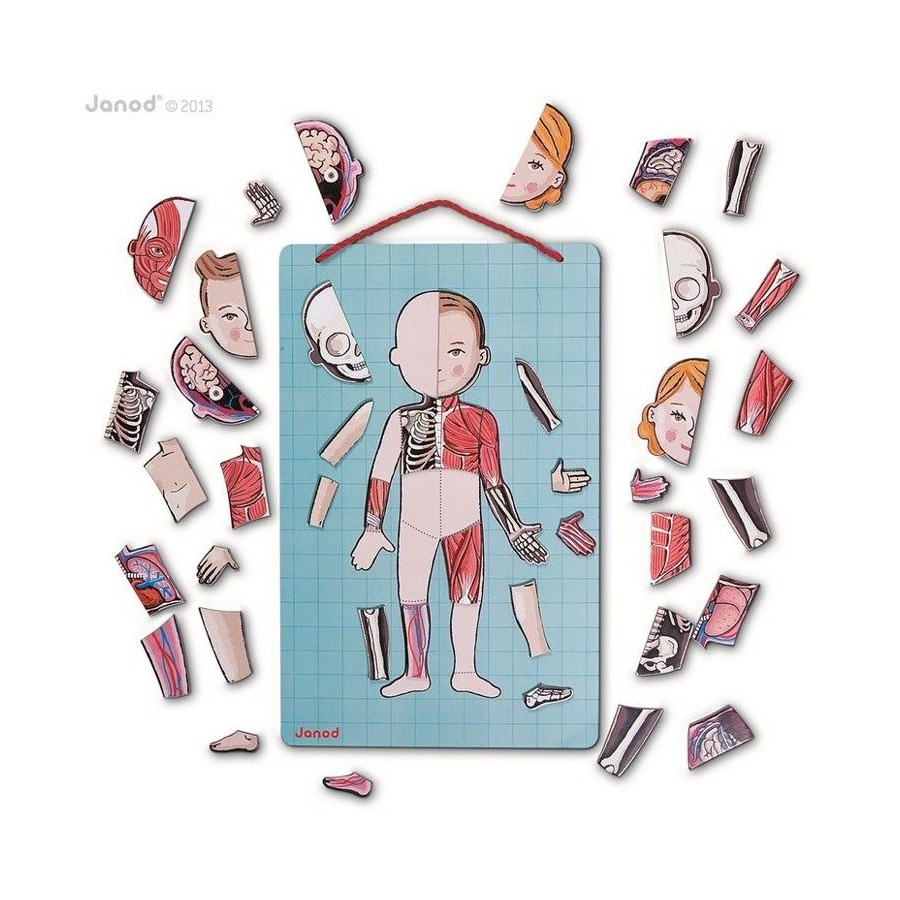 JANOD magnetic puzzle human body