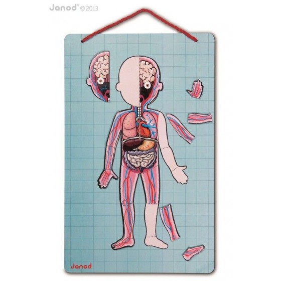 JANOD magnetic puzzle human body