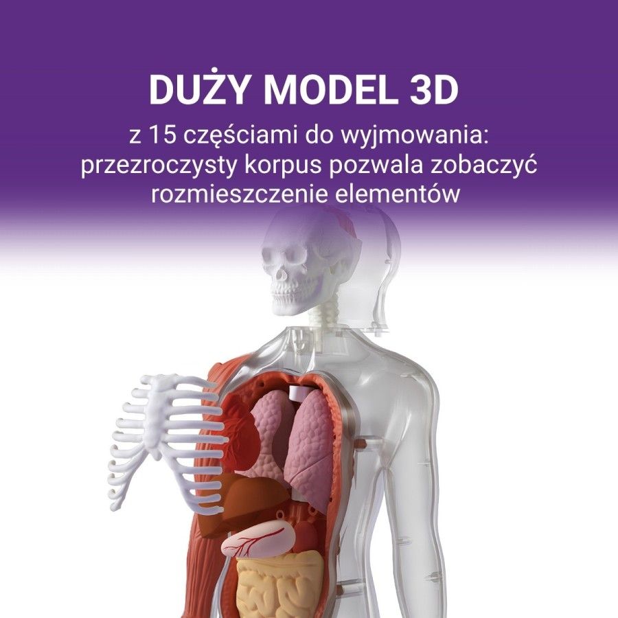 Science Can Ciało Człowieka Interaktywny model 3D 6+